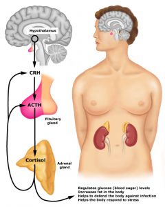 Cortisol levels checked